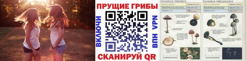 кракен онион  Чехов  Галлюциногенные грибы Psilocybe 
